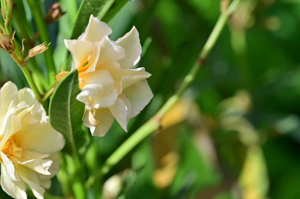 stock image beautiful bright  flowers  growing in the garden 