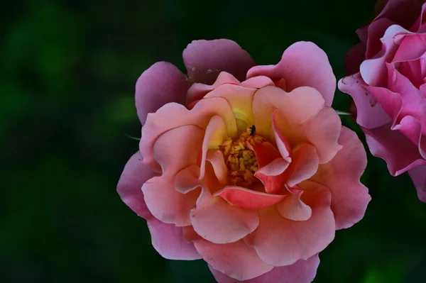 Belas Flores Rosas Brilhantes Close — Fotografia de Stock