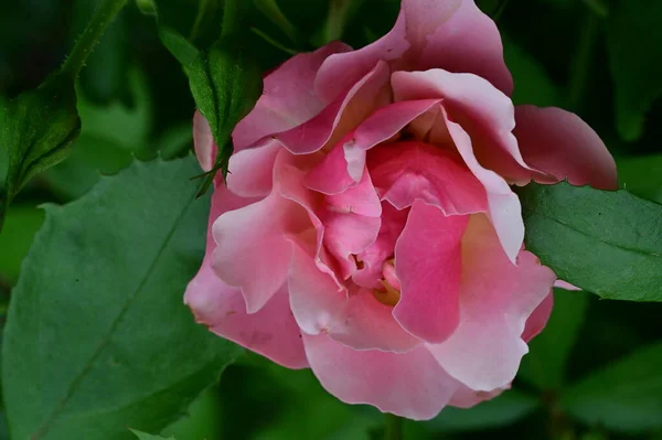 Vacker Vit Och Rosa Ros Blomma Trädgården Sommardagen — Stockfoto