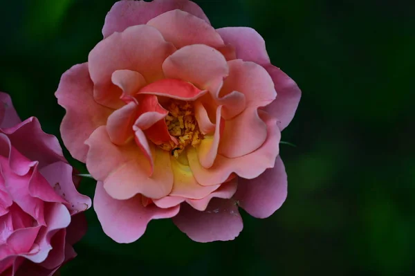 Beautiful Bright Roses Flowers Close — Stock Photo, Image