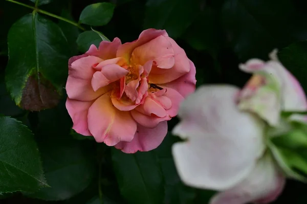Belas Flores Rosas Brilhantes Close — Fotografia de Stock