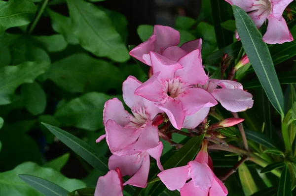 Lindas Flores Brilhantes Jardim — Fotografia de Stock