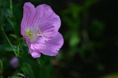 Bahçedeki güzel pembe çiçekler 