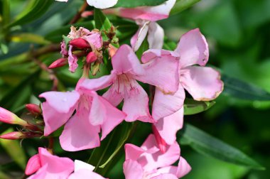 güzel parlak Çiçekler, yakın 