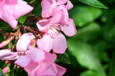 güzel parlak Çiçekler, yakın 