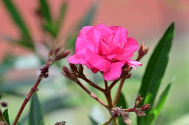 Bahçedeki güzel pembe çiçekler 