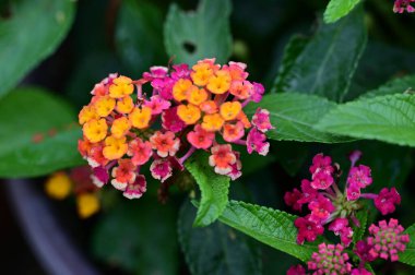 güzel parlak Çiçekler, yakın 