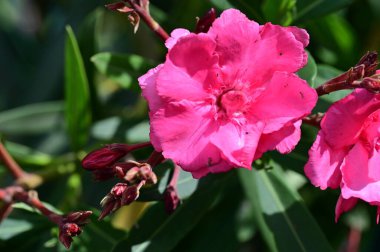 güzel parlak Çiçekler, yakın 