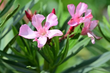 güzel parlak Çiçekler, yakın 
