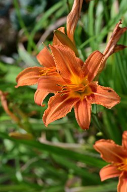 Bahçedeki güzel parlak çiçekler 