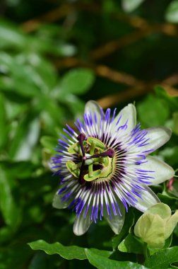 Bahçedeki güzel çiçek, kapat 