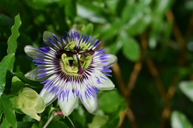 Bahçedeki güzel çiçek, kapat 