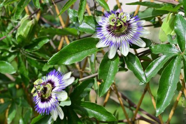 güzel parlak Çiçekler, yakın 