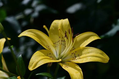 Bahçedeki güzel zambak çiçeği, kapat 