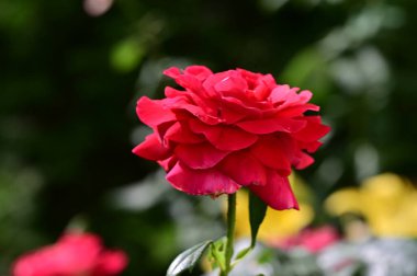 Kapatın güzel çiçekleri, yaz konsepti. 