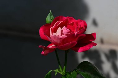 Kapatın güzel çiçekleri, yaz konsepti. 