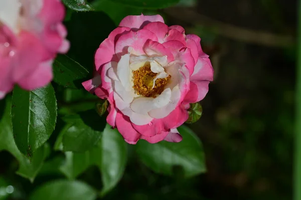 Piękne Jasne Róże Kwiaty Zbliżenie — Zdjęcie stockowe