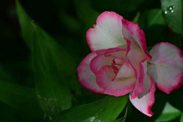 Bellissimo Fiore Rosa Bianco Rosa Giardino Durante Giornata Estiva — Foto Stock