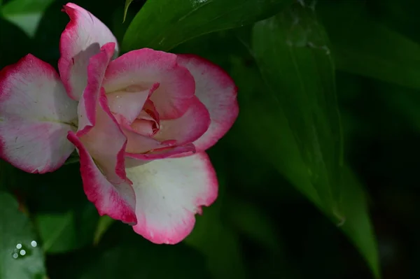 Gyönyörű Fehér Rózsaszín Rózsa Virág Kertben Nyáron — Stock Fotó