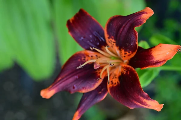 Bahçedeki Güzel Zambak Çiçeği Kapat — Stok fotoğraf