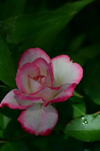 Hermosa Flor Rosa Blanca Rosa Jardín Día Verano —  Fotos de Stock