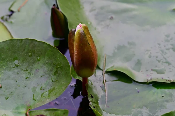 Zelené Lotosový Květ Rybníku — Stock fotografie