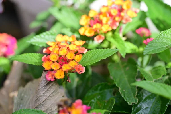 Gyönyörű Fényes Virágok Közelről — Stock Fotó