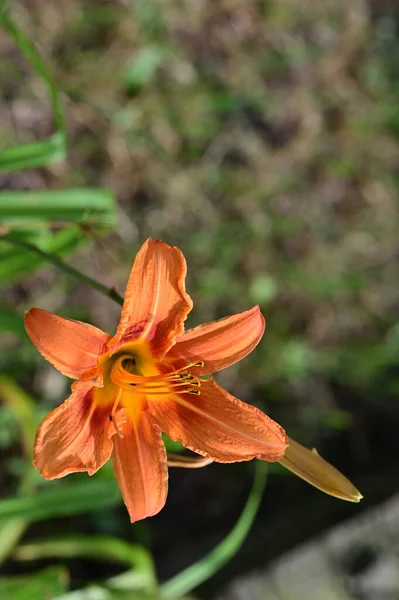 Beautiful Lily Flower Garden Close — Stock Photo, Image