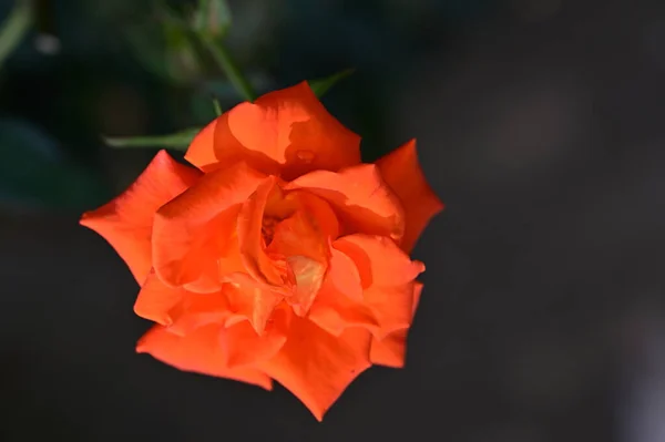 Bela Flor Rosa Brilhante Crescendo Jardim — Fotografia de Stock