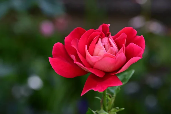 紧密相连的美丽花朵玫瑰花 夏天的概念 — 图库照片