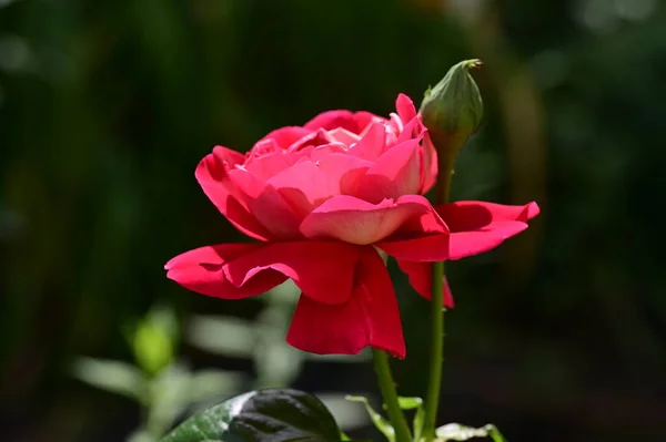 Närbild Vackra Blommande Ros Blommor Sommar Koncept — Stockfoto