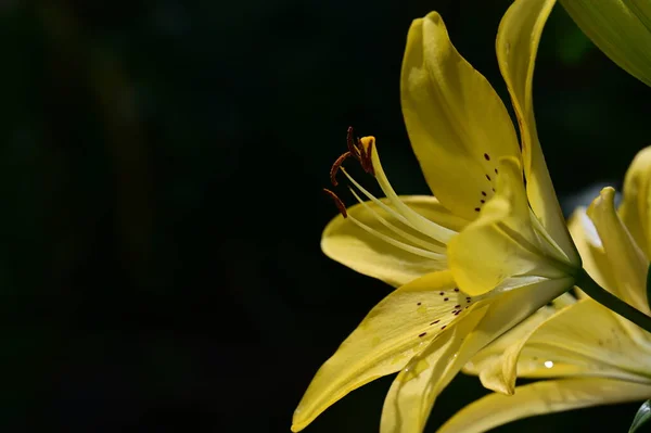 Belle Fleur Lys Lumineux Poussant Dans Jardin — Photo