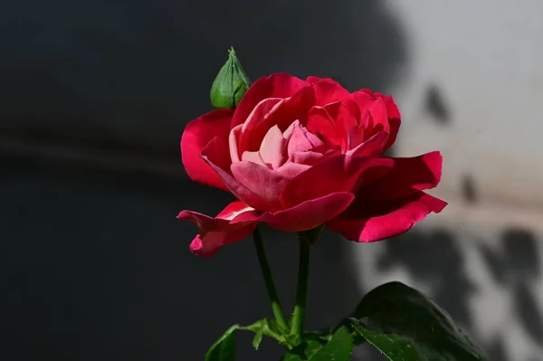 Nahaufnahme Schöne Blühende Rosenblüten Sommerkonzept — Stockfoto