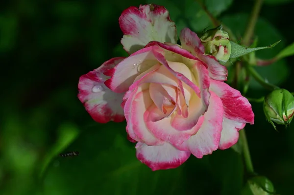 Красивые Белые Розовые Цветы Розы Саду Летний День — стоковое фото
