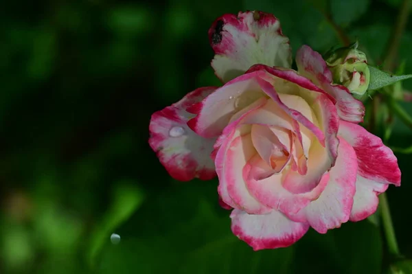 Beautiful White Pink Rose Flower Garden Summer Day — Stock Photo, Image