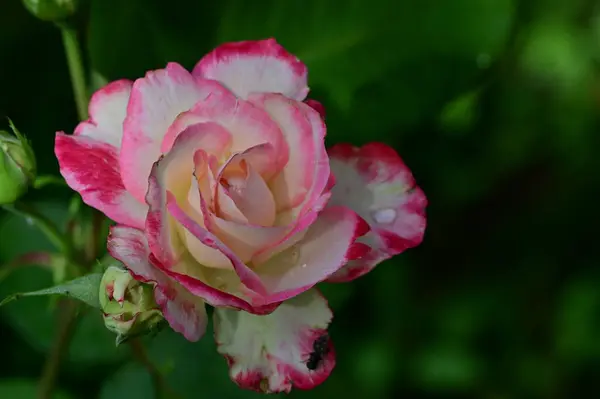 Bela Flor Rosa Branca Rosa Jardim Dia Verão — Fotografia de Stock