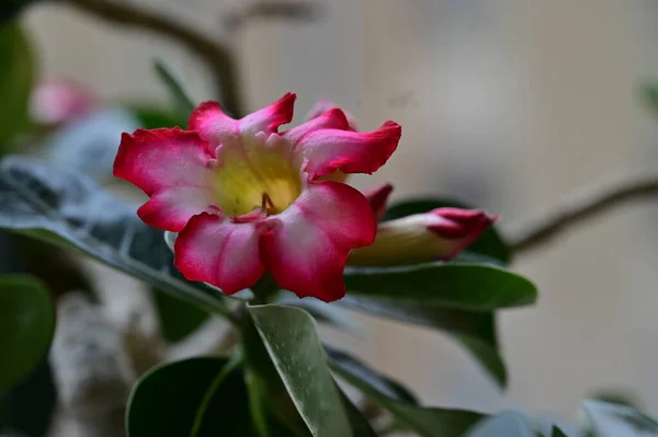 Krásná Jasná Květina Zblízka — Stock fotografie