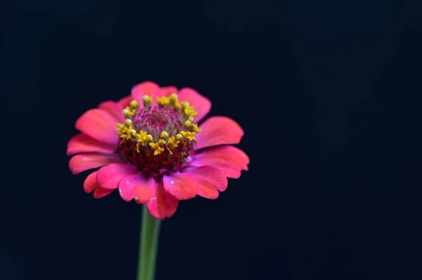 Hermosa Flor Brillante Primer Plano —  Fotos de Stock