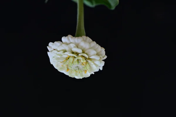 Красивый Яркий Цветок Крупный План — стоковое фото