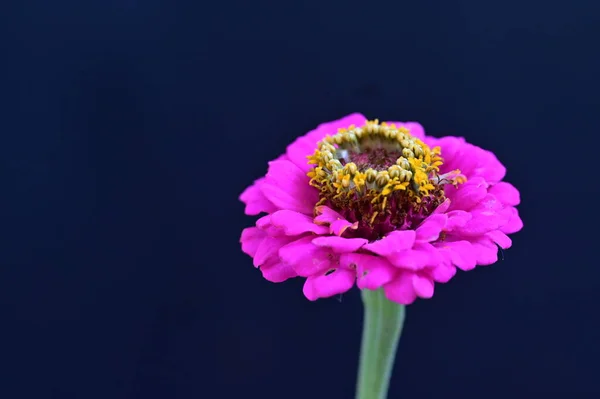 stock image beautiful bright  flower, close up 