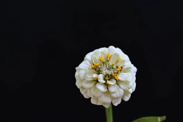 Красивый Яркий Цветок Крупный План — стоковое фото