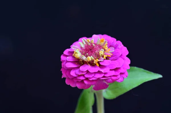 Piękny Jasny Kwiat Zbliżenie — Zdjęcie stockowe