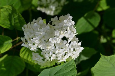 Bahçede büyüyen beyaz çiçekler 