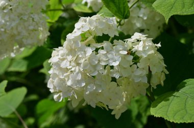 Bahçede büyüyen beyaz çiçekler 