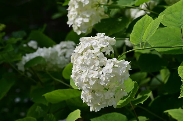 White Flowers Growing Garden — Stock Photo, Image