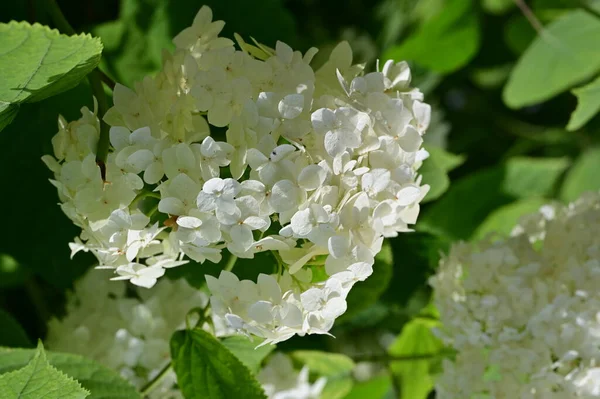 Flores Blancas Creciendo Jardín —  Fotos de Stock