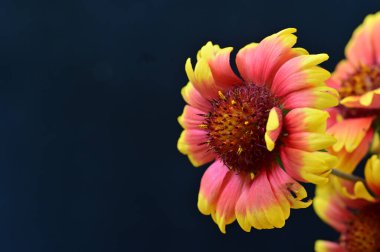 güzel parlak Çiçekler, yakın 