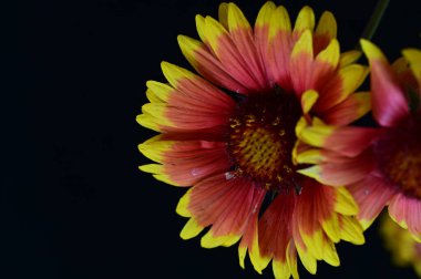 Güzel parlak çiçek, kapat 