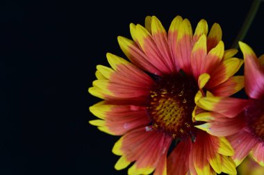 Güzel parlak çiçek, kapat 