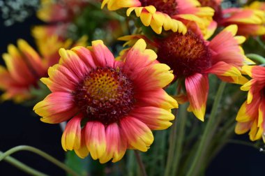 güzel parlak Çiçekler, yakın 